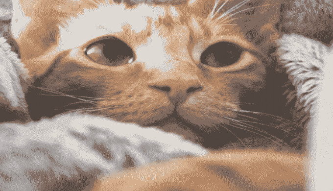 pets