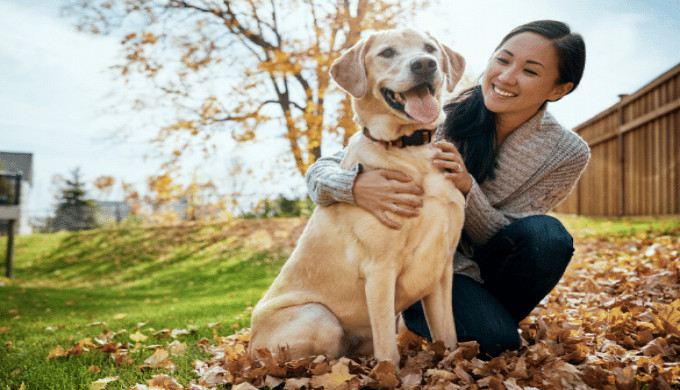 pet blog